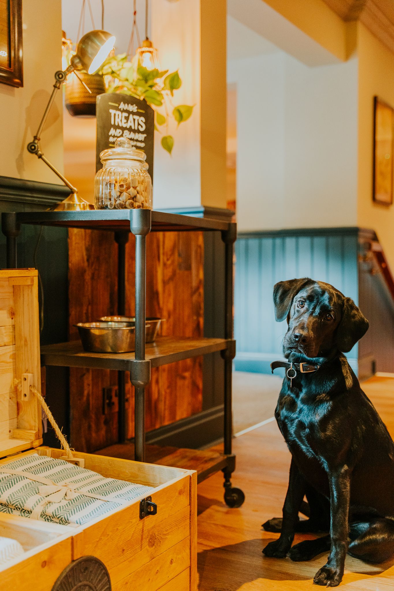 Dog Friendly Dining